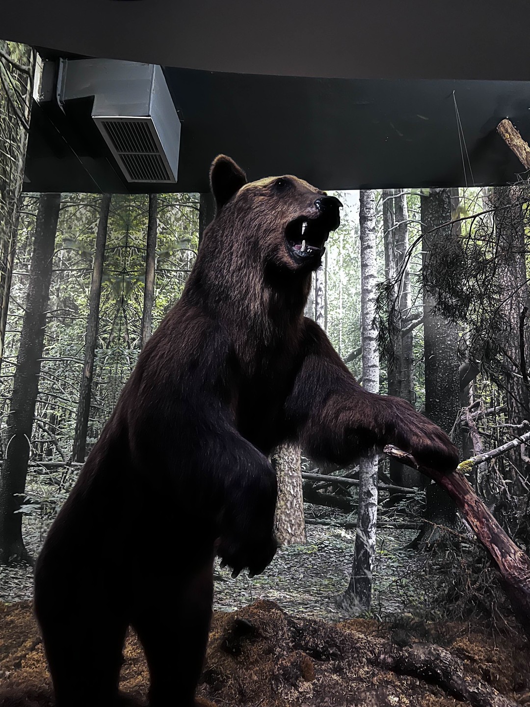 Беловежская пуща по выходным и праздникам (Анна)