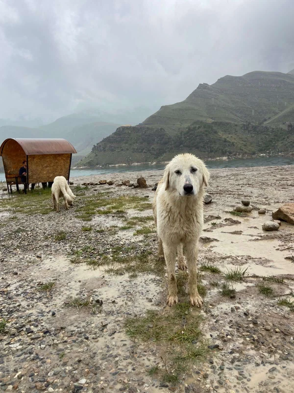 Виды Едем на Эльбрус! Тур из Кисловодска в мини-группе