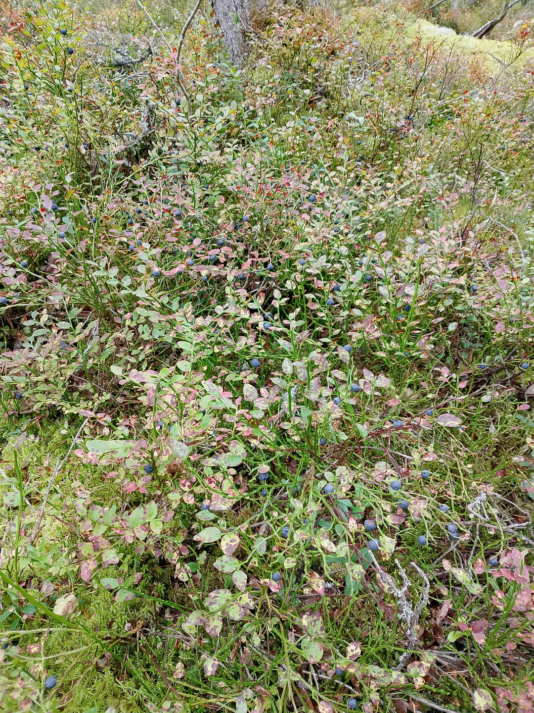 Место силы Карелии (Татьяна)