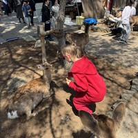 Фото отзыва 7: экскурсия "За чаем — в Удзи, к оленям — в Нару"
