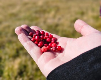Прогулка на каяках, прогулка у бухт Димитрова и Аэродромной