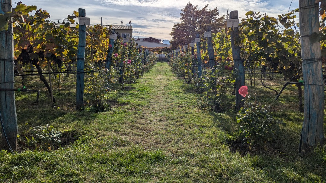 Кахетия - песнь солнца, гор и виноградной лозы (Светлана)