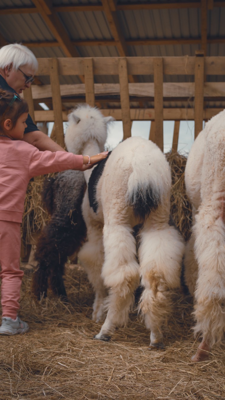 На ферму альпак — из Владивостока (8/16)