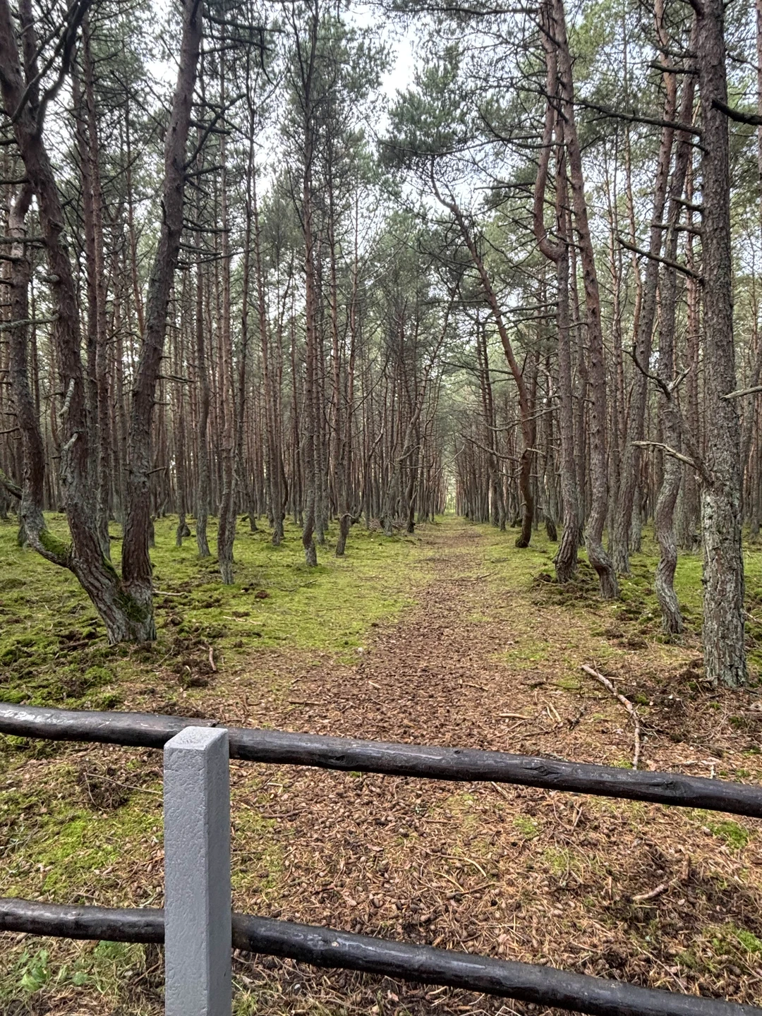 Наша семья в октябре 2025г. посетили Калининград. Выбрали экскурсию с Екатериной по Куршской косе и Зеленоградску.