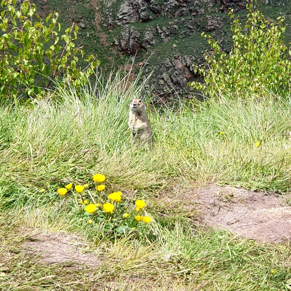 Сокровища Джилы-Су: на джипе из Кисловодска