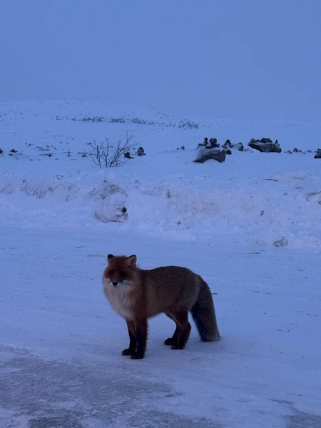 Териберка: дыхание Ледовитого океана (Дарья)