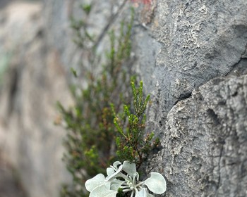 Два или три пляжа, деревня Едибурун