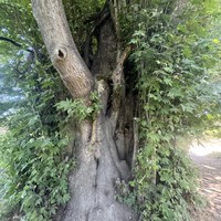 Фото отзыва 1: экскурсия "Джунгли Дагестана: групповая экскурсия в Самурский лиановый лес"