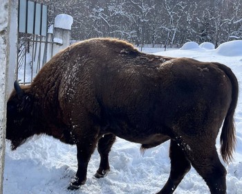 Катание на квадроциклах и прогулка по Тебердинскому заповеднику