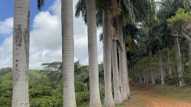 Фото отзыва 1: экскурсия "Мистический юг и сердце Маврикия"