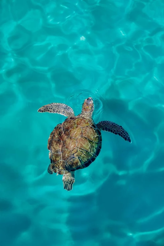 На каяках - к черепахам