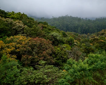 Дорога в облаках: поездка в Эллу
