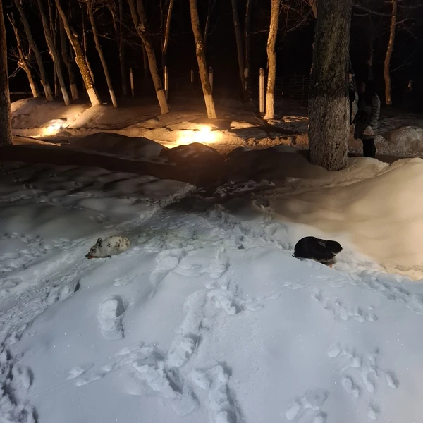 Ночная жизнь форта № 11 «Дёнхофф» (Диана)