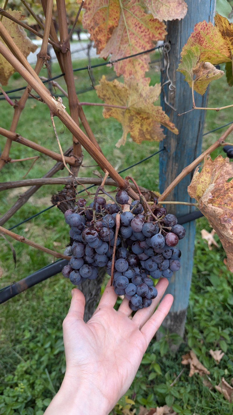 Кахетия - песнь солнца, гор и виноградной лозы (Светлана)