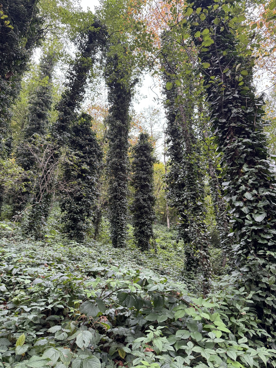 Путешествие в грузинские тропики (Светлана)