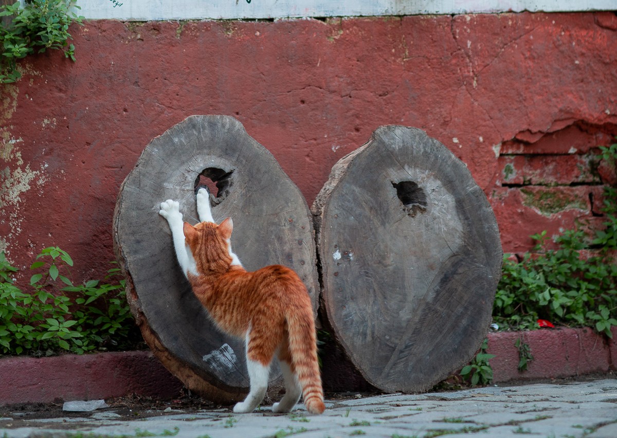 Фотопрогулка по колоритным районам Фатих и Балат (7/12)