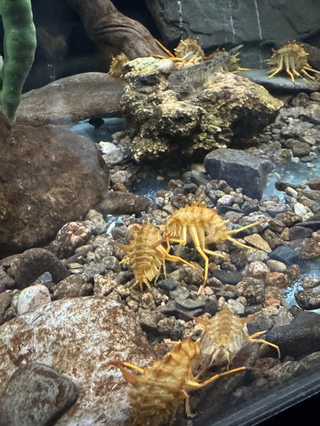 Все понравилось - были вдвоем с мужем. Павел отвечал на все наши вопросы об Иркутске, Байкале