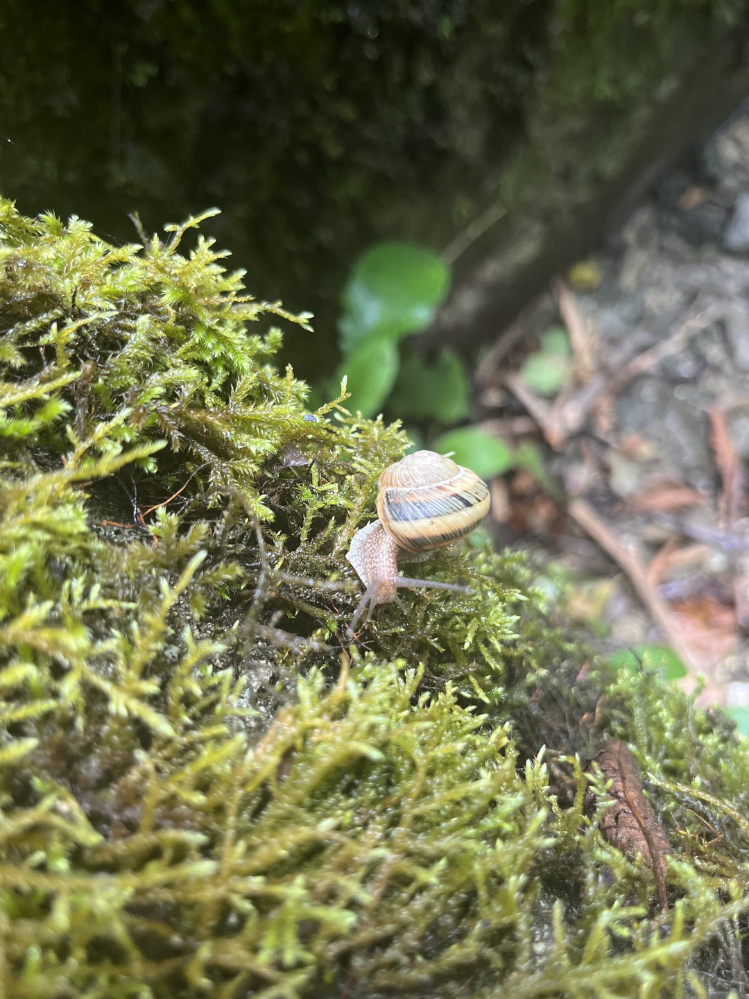 Отличное путешествие в сопровождении очень хорошего Человека по имени Адгур, очень чуткого к желаниям и интересам