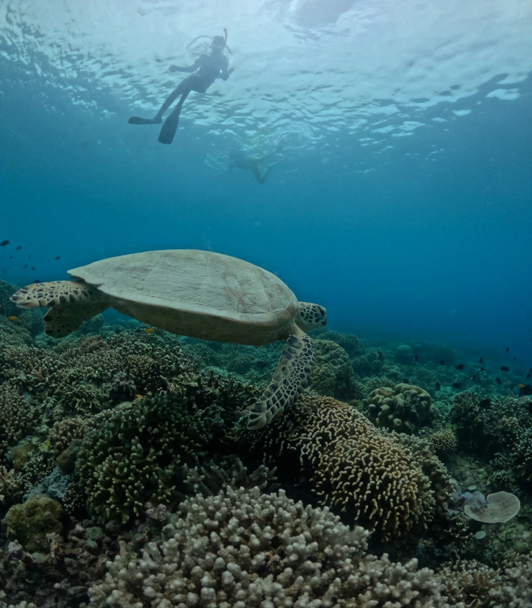 Бали поразил своим разнообразием - океан, горы, джунгли, мартышки со слонами, и при этом, очень развитая