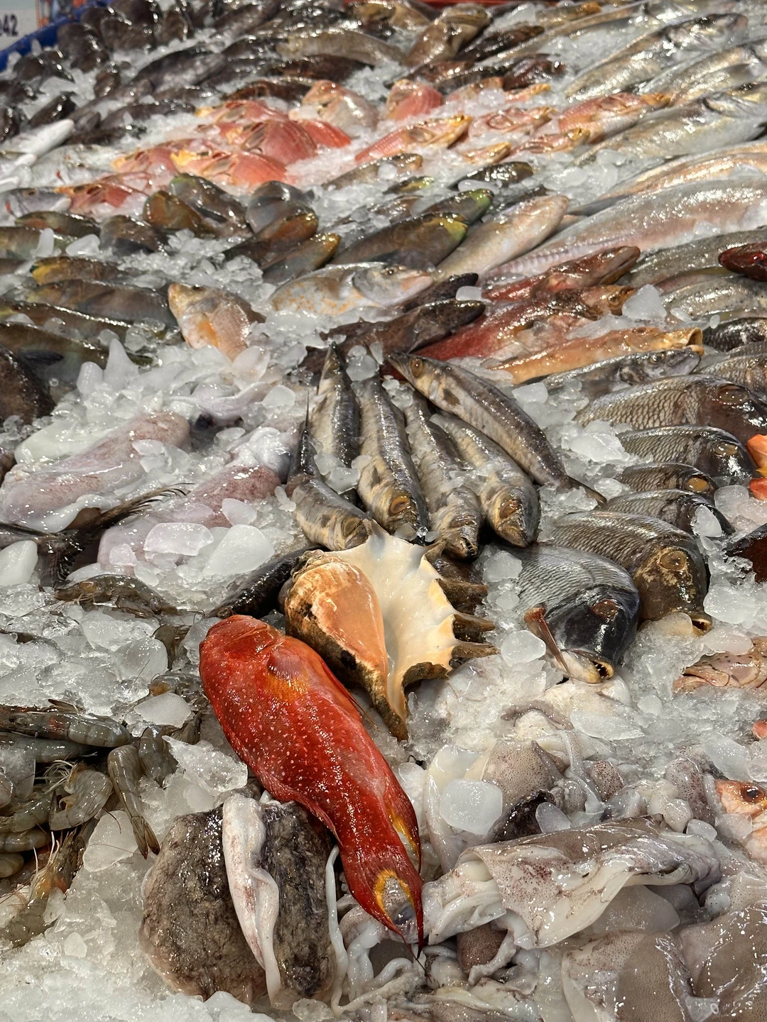 Нам очень понравилась экскурсия по Хургаде. Аутентично и очень колоритно. Можно увидеть как дорогие районы, там