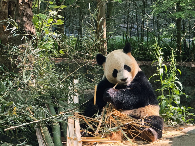 День с пандами в Чэнду (билеты включены)