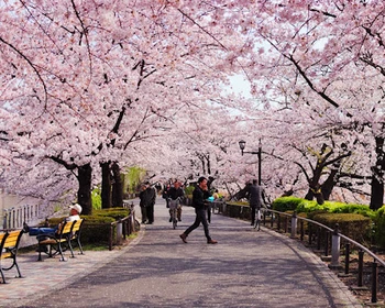 Район Асакуса, парк «Уэно» и Акихабара