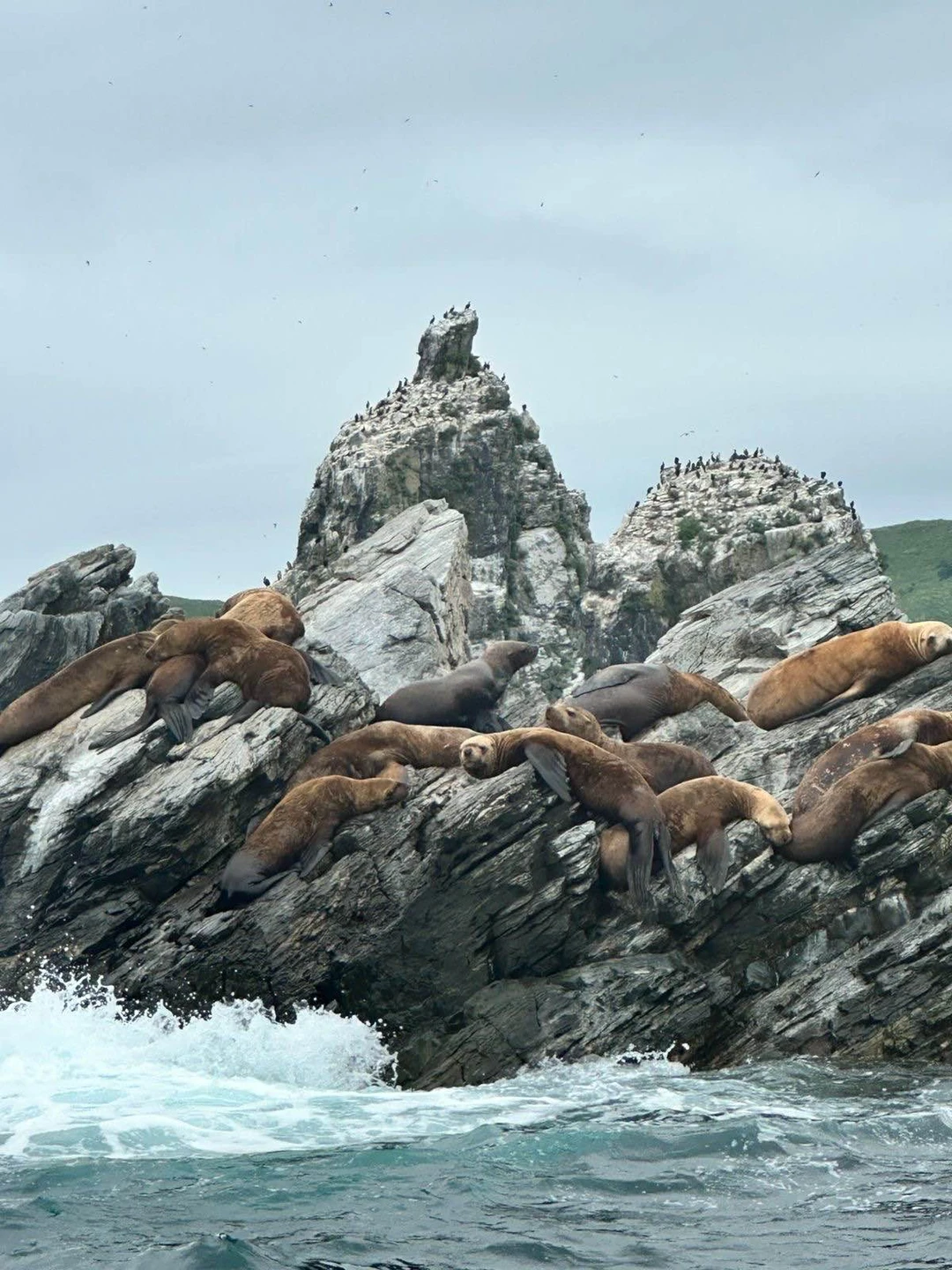 Отлично организованная экскурсия, нам повезло мы увидели и котиков и сивучей. На острове мы увидели все