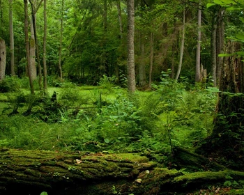 Окрестности Бреста и мини-поход по заповеднику