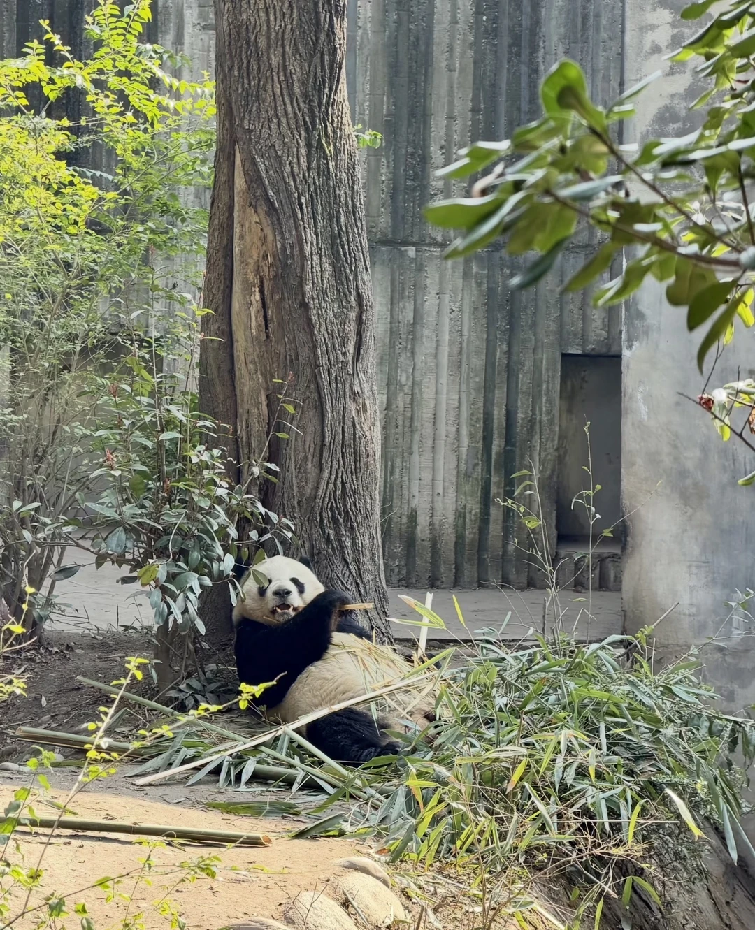 У нас была всего 10-часовая пересадка в Чэнду, и этот тур идеально подошёл под наши потребности