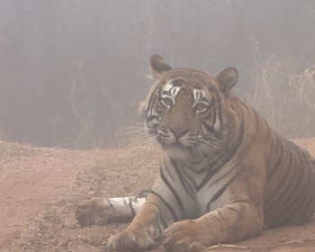 Сафари в национальном парке «Рантхамбор»