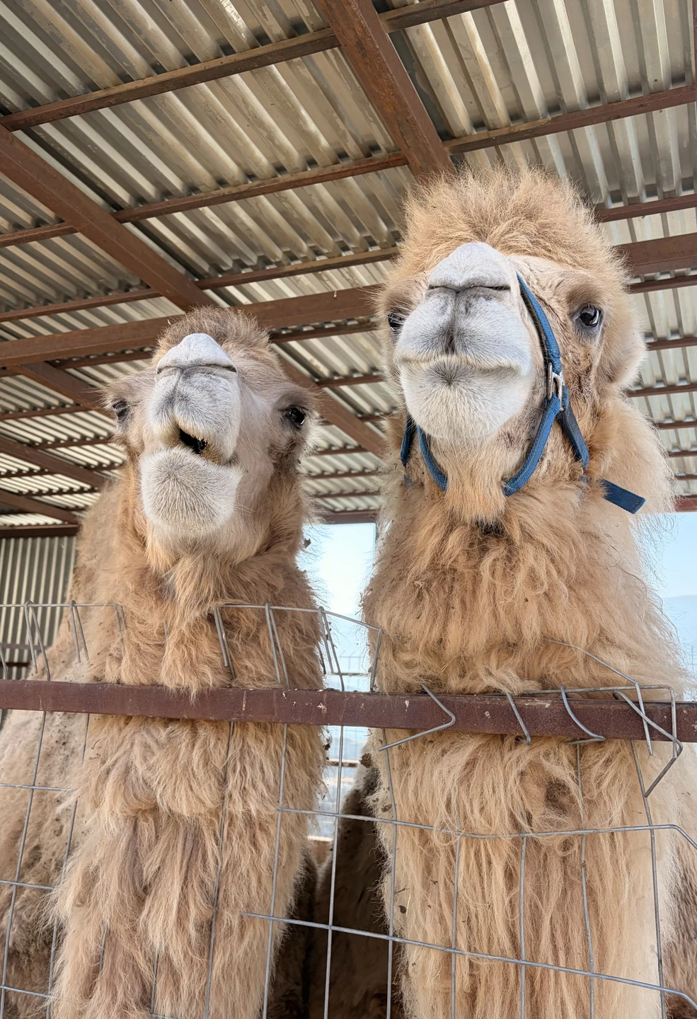 Путешествуем по Дагестану впервые. Благодаря Михаилу мы увидели Дагестан загадочным, непредсказуемым, современным и в то же
