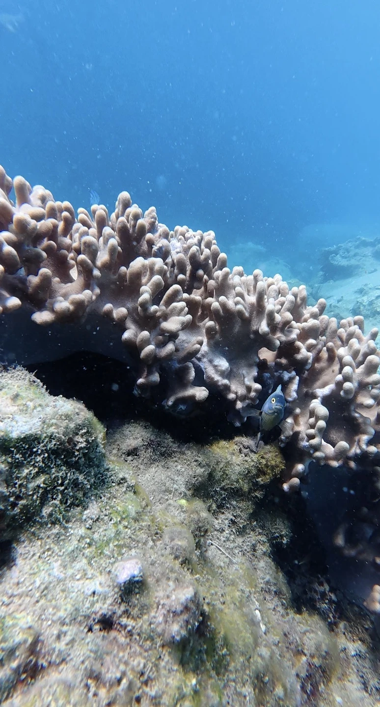 Персональный дайвинг во Вьетнаме (Екатерина)