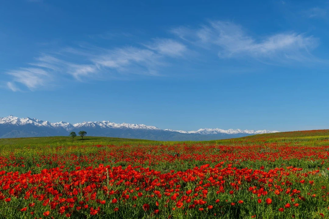 Цветущие маки в&nbsp;Казахстане
