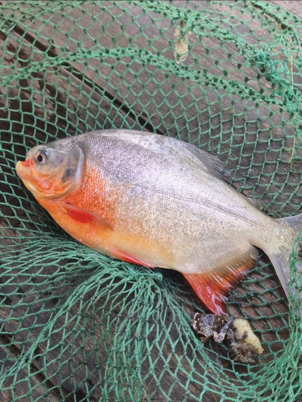 Рыбалка на озере во Вьетнаме (всё включено)