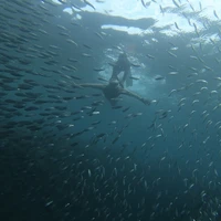 Фото отзыва 1: экскурсия "Активный день в Себу: снорклинг, каньонинг и водопады Кавасан"