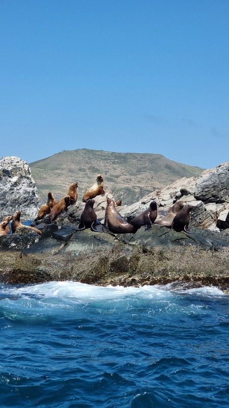 Из Владивостока на авто и катере - к тюленям