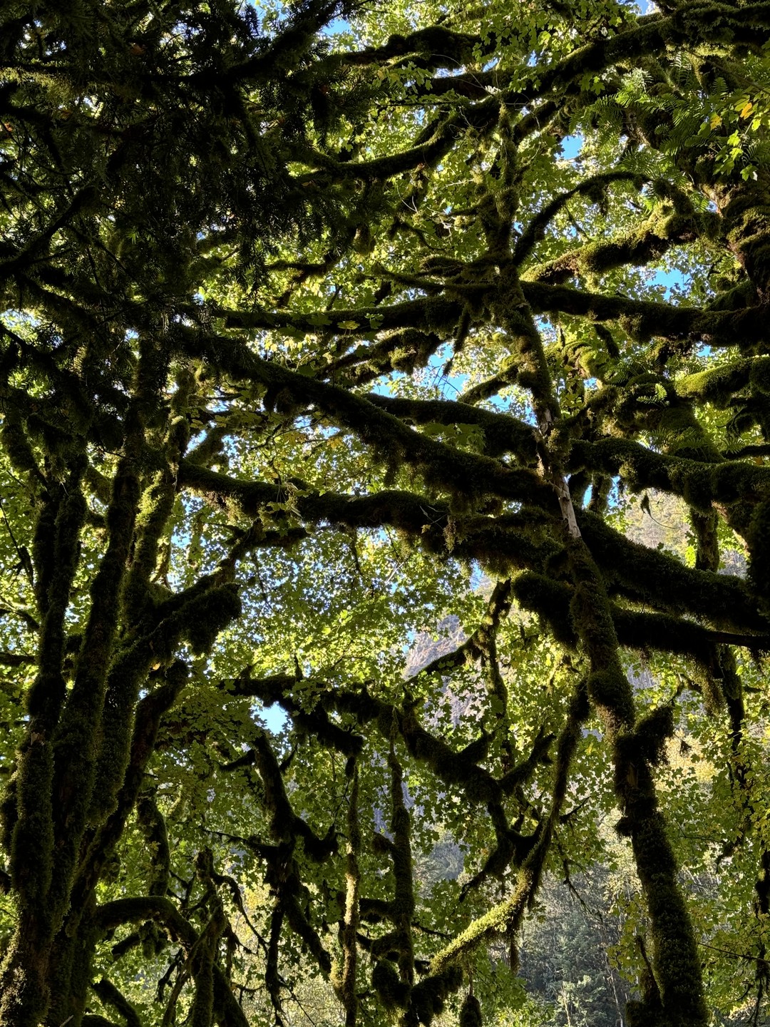 Необыкновенная Абхазия - в индивидуальном формате из Сочи (Алена)