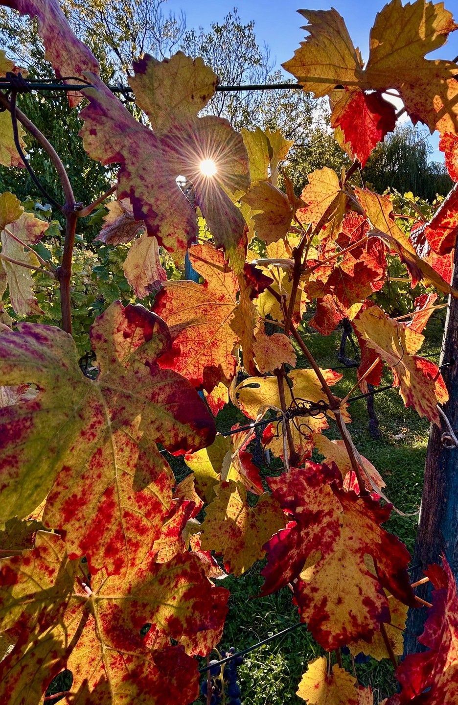 Кахетия в грузинской ментальности (Наталья)