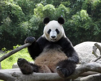 Район Асакуса, парк «Уэно» и Акихабара