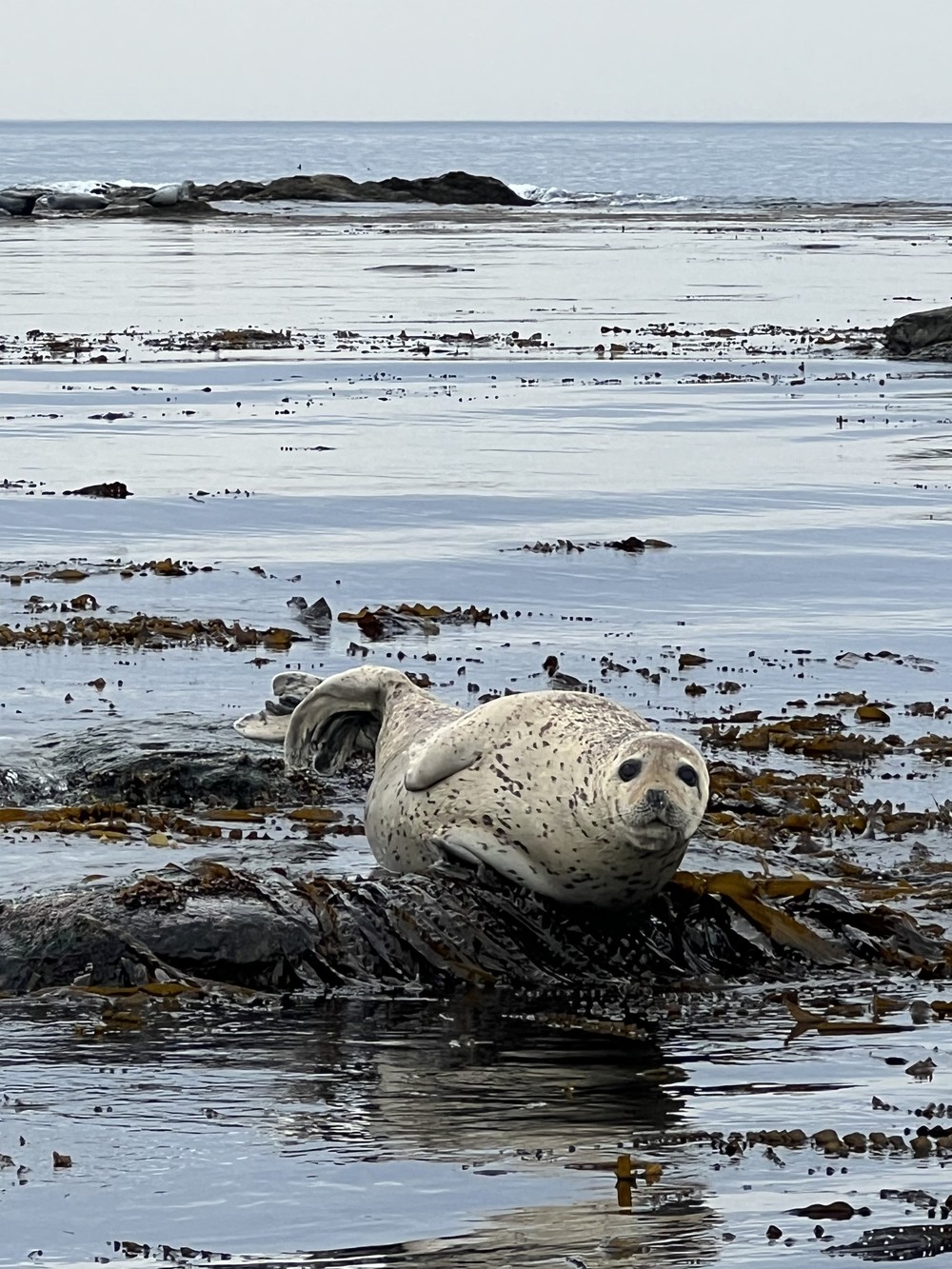 К нерпам и дальневосточным леопардам — из Владивостока (9/12)