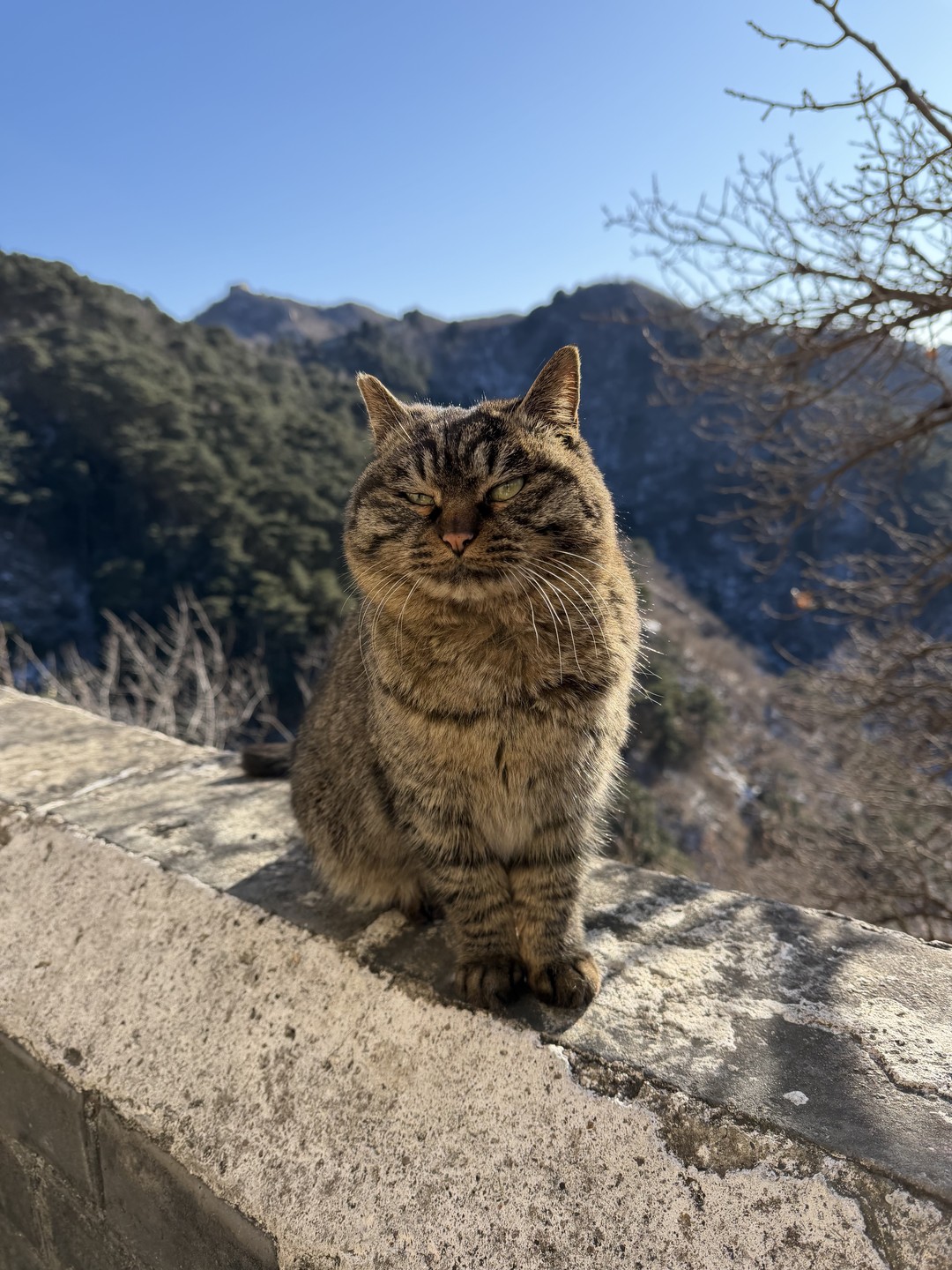 Путешествие сквозь века - от Великой стены до ламаистского храма (Алиса)