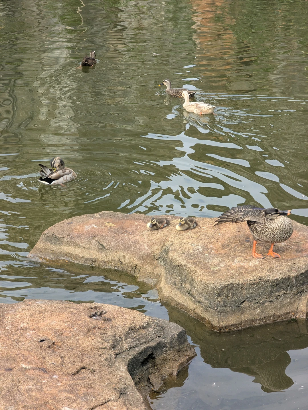 Ну поездка была не образовательная. Водитель, которые ехал с нами, хорошо говорил по русски, но это