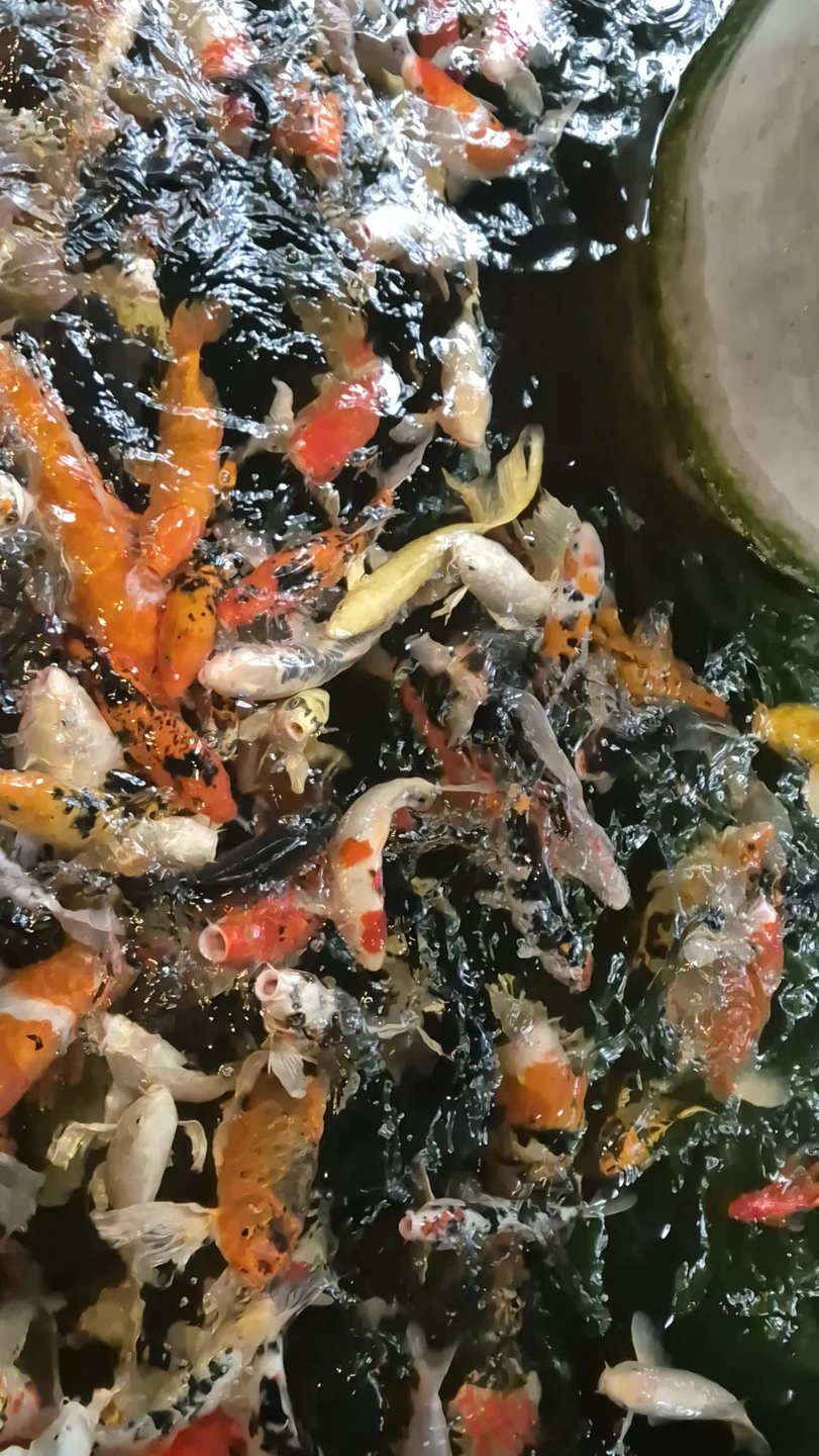 Большое путешествие по Пхукету на целый день (Вероника)