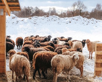 Знакомство с жителями фермы