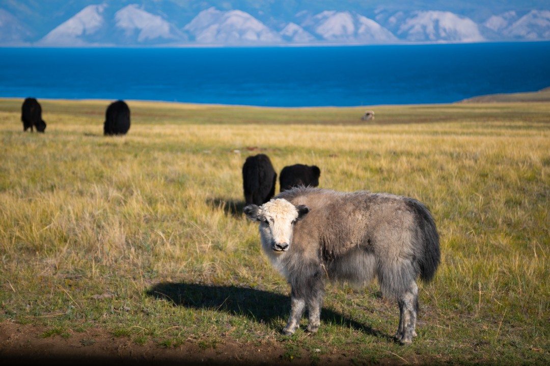 Путешествие на джипе по северу острова Ольхон (Елена)