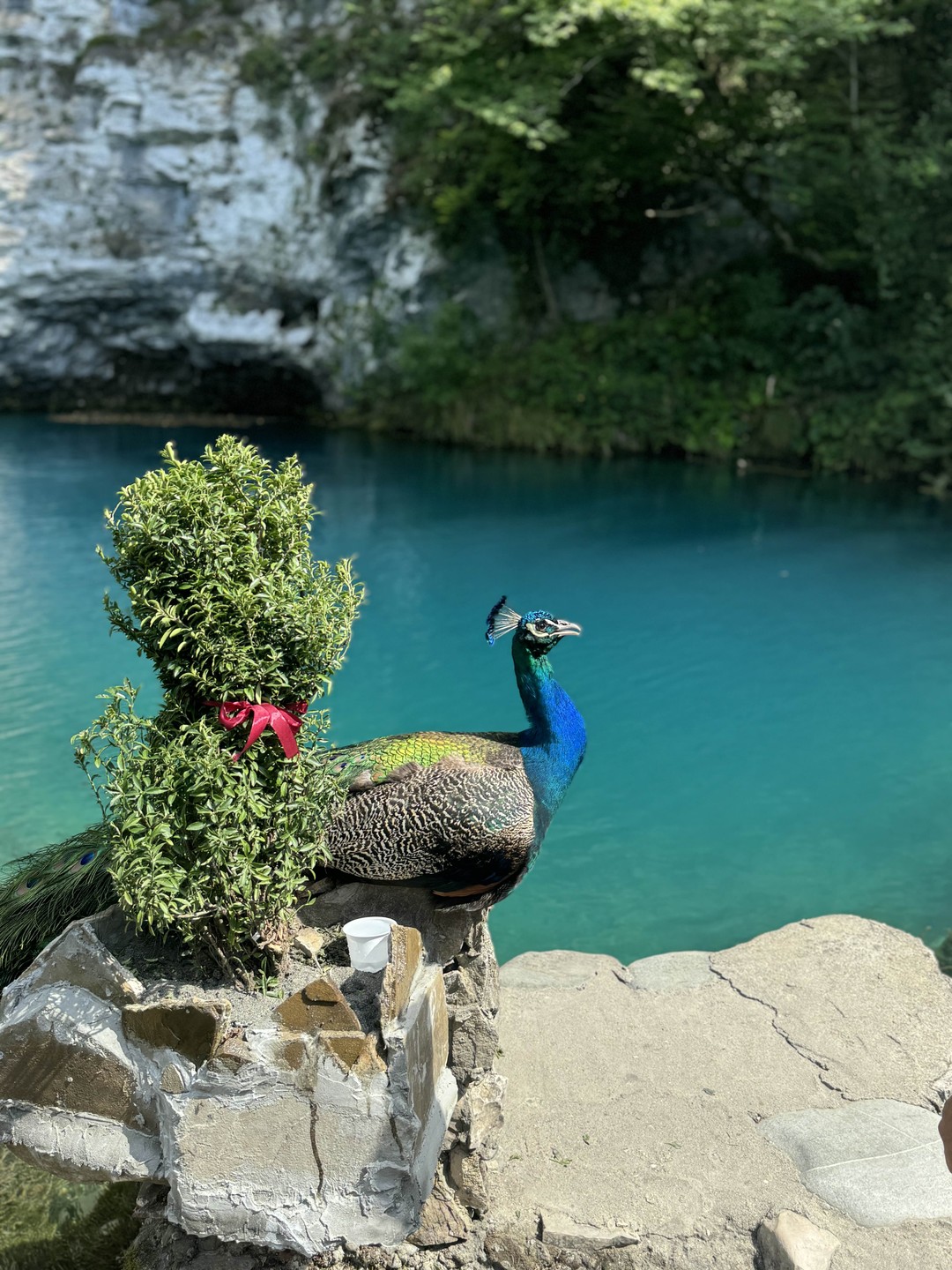 Прекрасная, волшебная Абхазия! Чудесное путешествие совместное с гидом Юрием! Очень профессионально, душевно рассказывал о каждом уголке