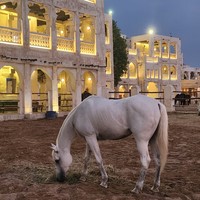 Фото отзыва 1: экскурсия "Секреты Катара на рынке Сук-Вакиф"