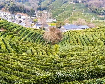 Лунцзин, Мэйцзяу, чайная дегустация