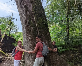 Тисо-самшитовая роща и каньон Белые скалы