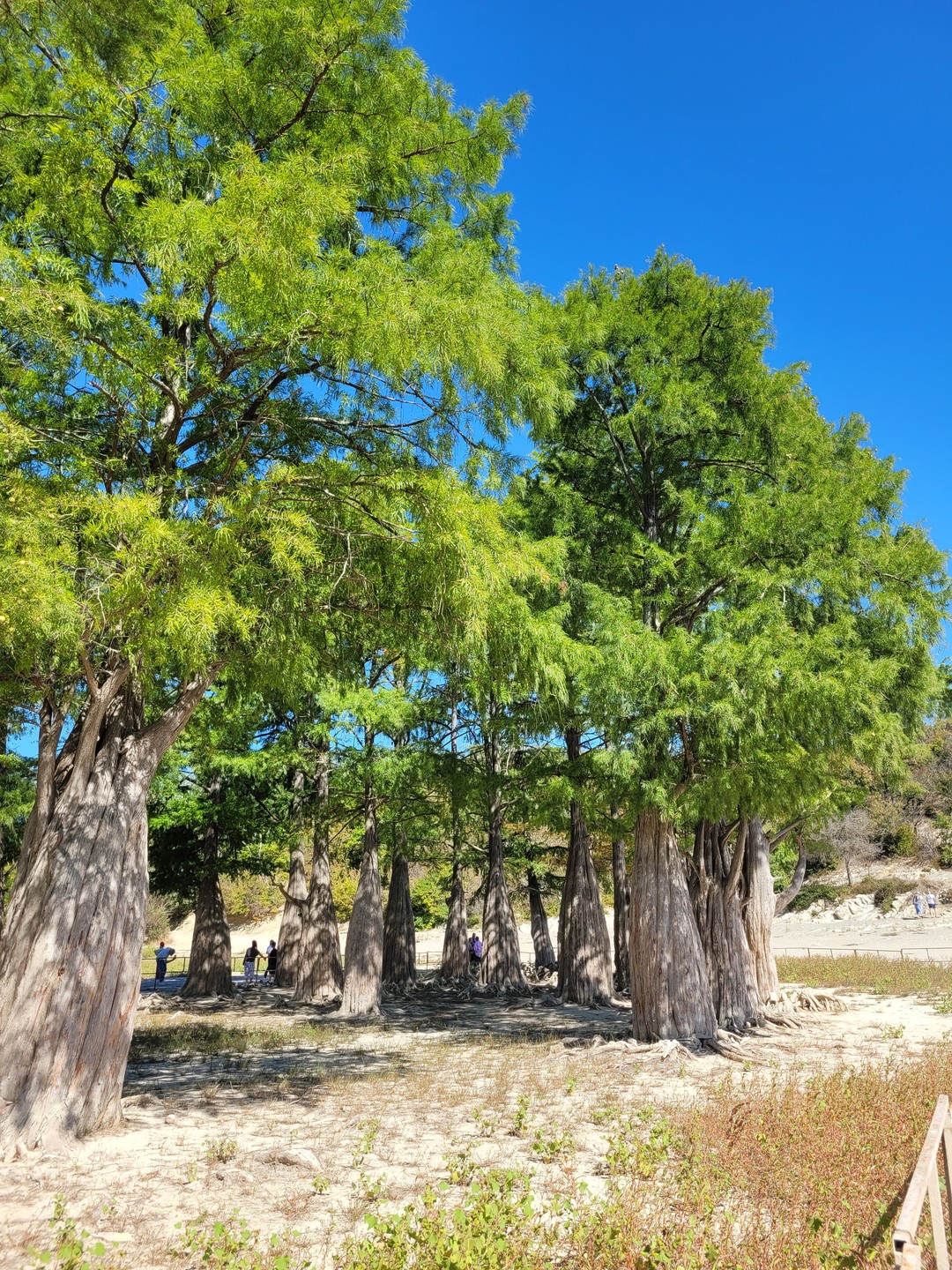 Большое спасибо Юрию за чудесный день, Анапа открылась для нас с совершенно другой стороны, мы посмотрели